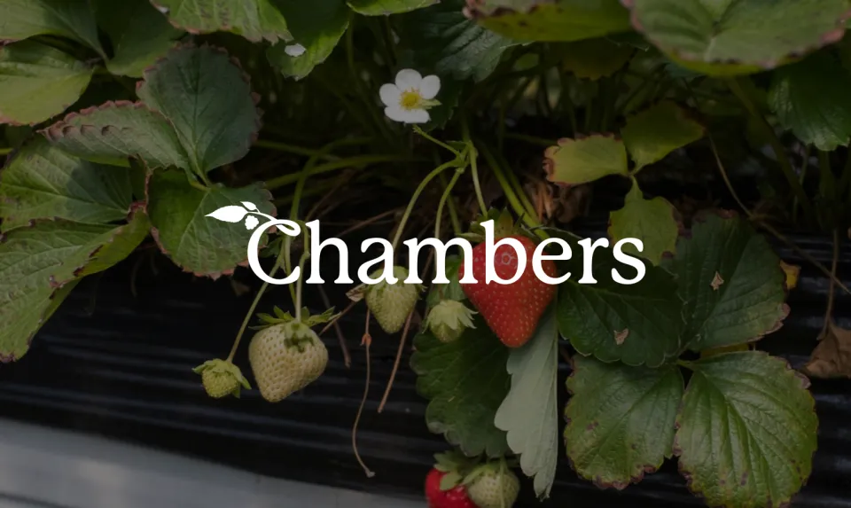 Chambers case study