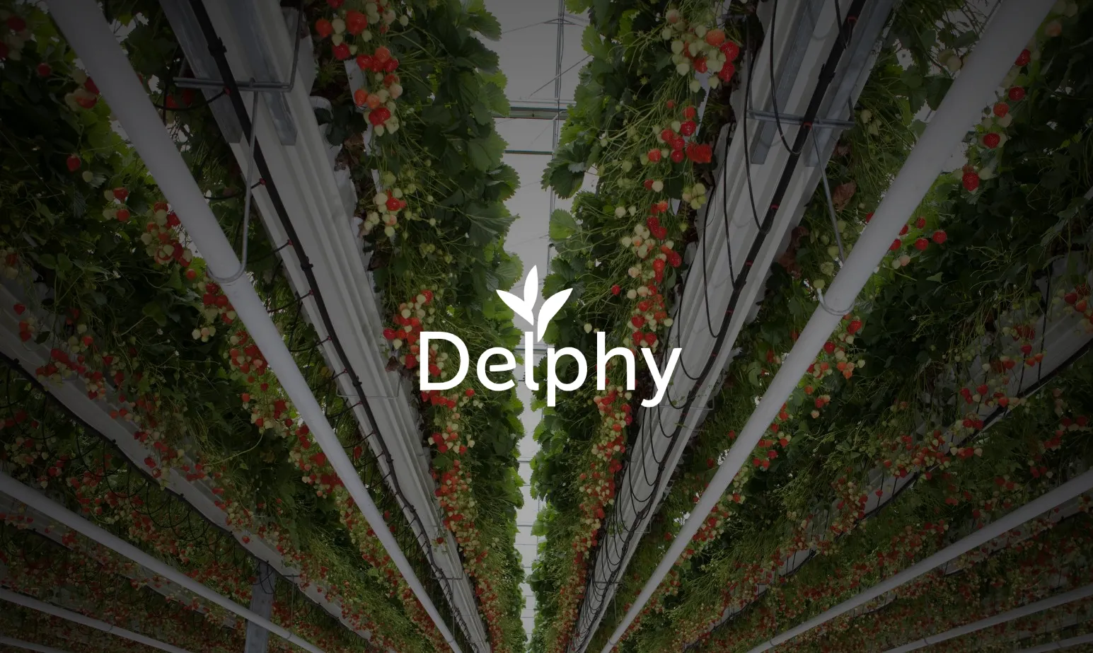 Delphy Strawberry case study