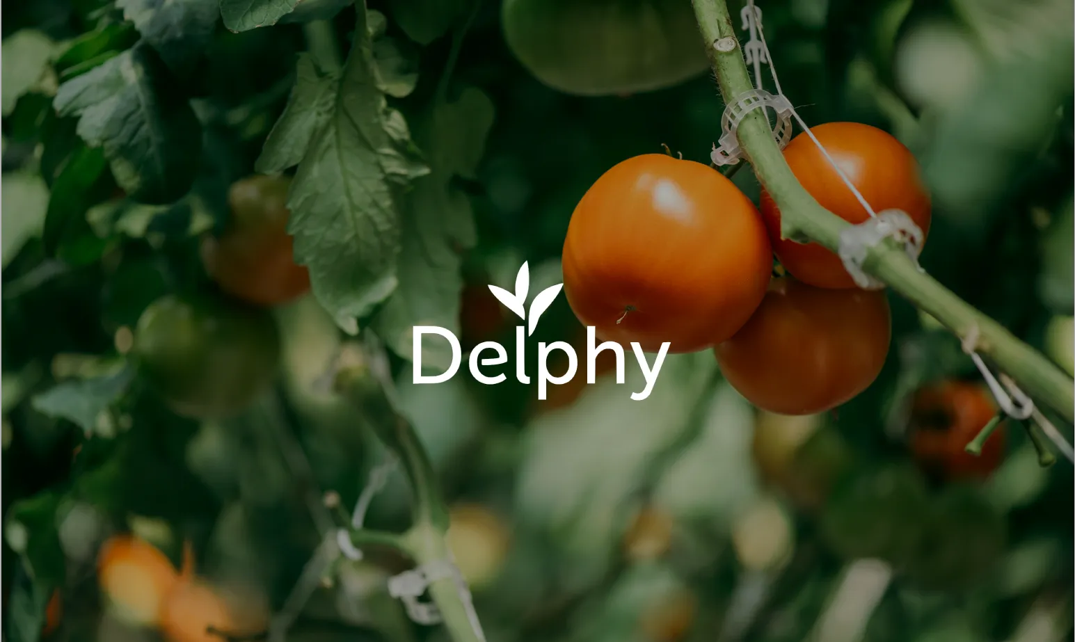 Delphy Tomato case study