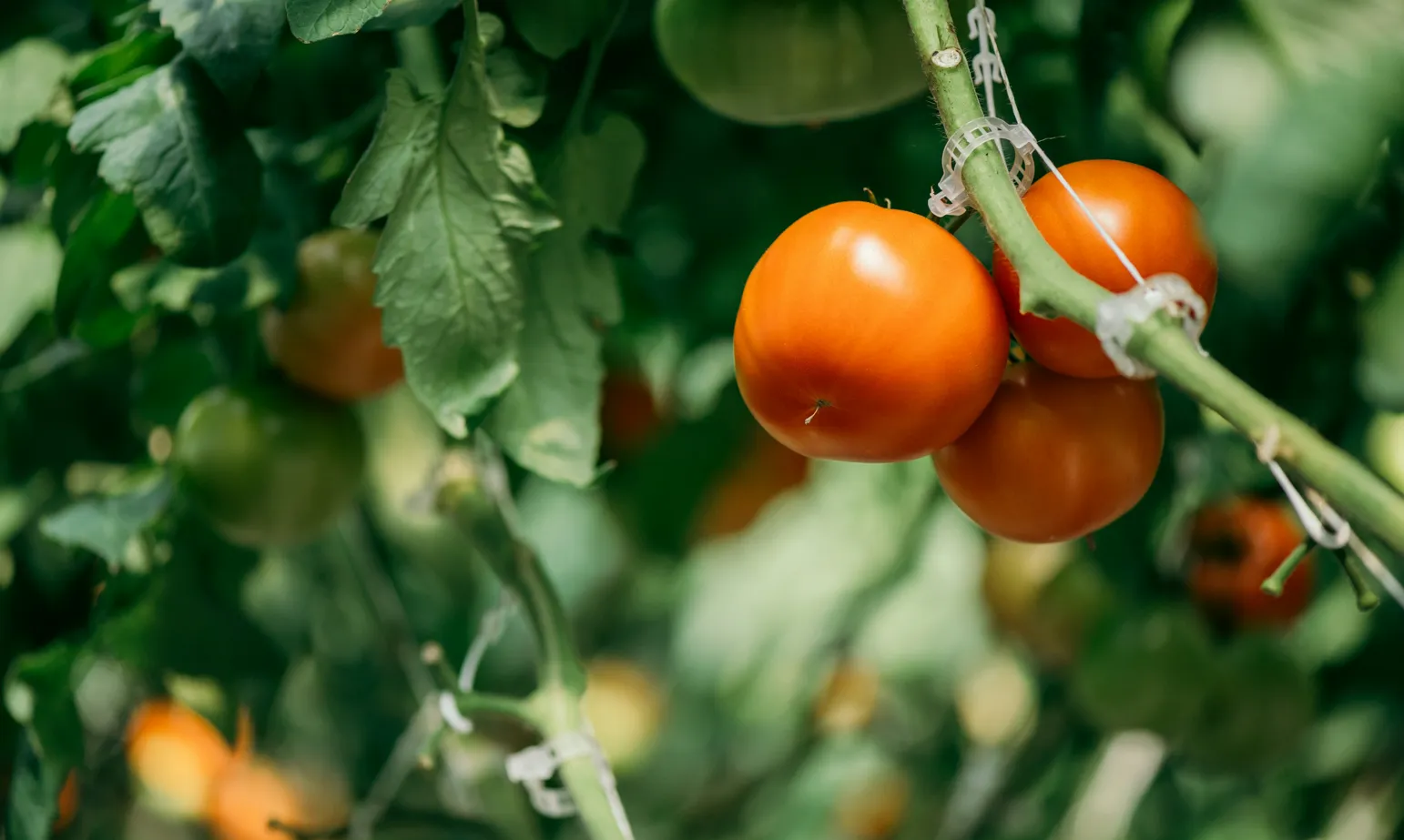 Delphy Tomato site photography