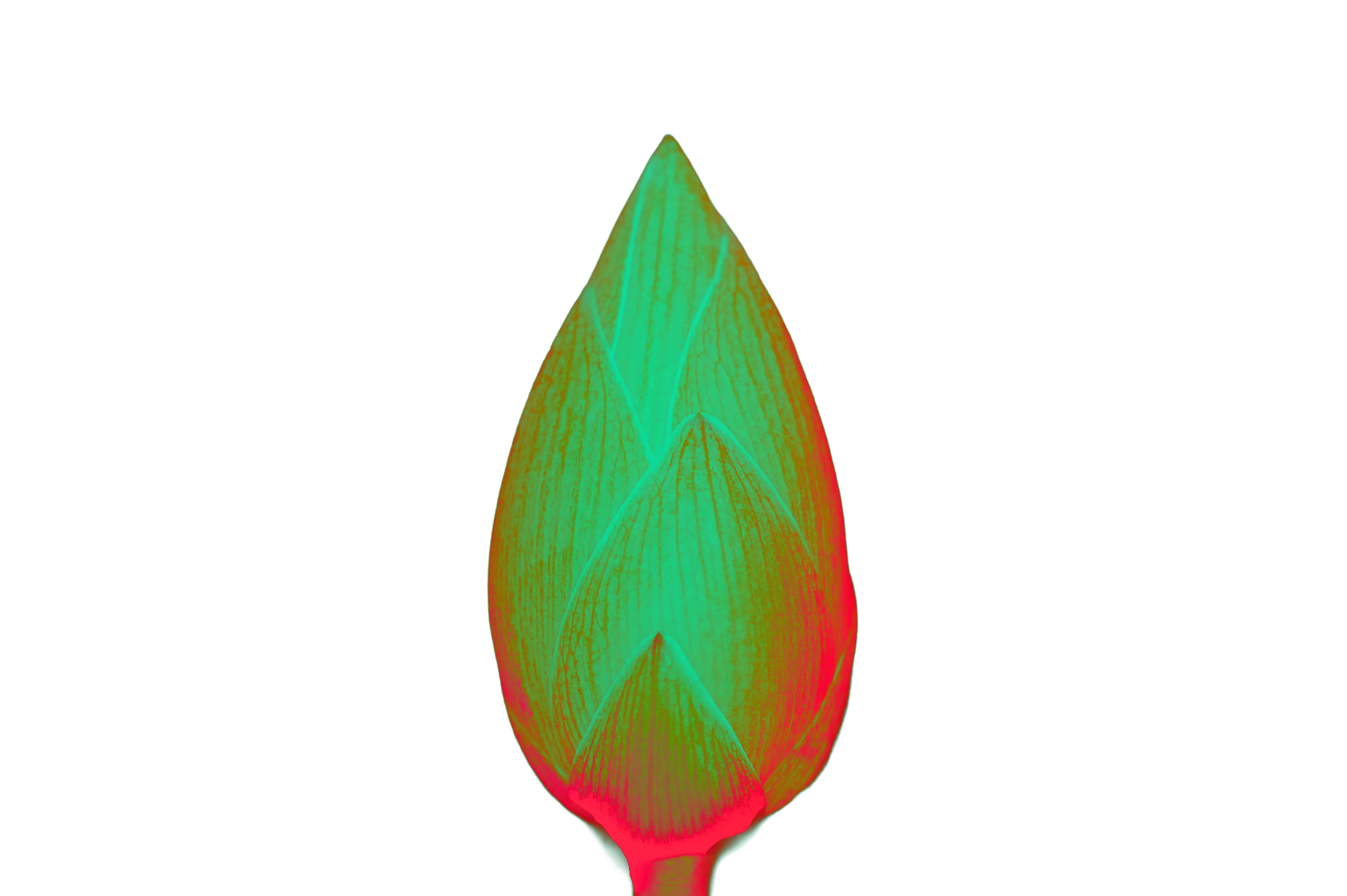 Gardin Pulse flower closeup