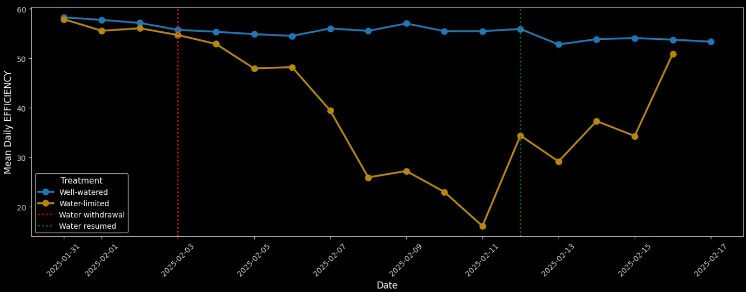 Daily Photosynthetic Efficiency identifies early drought stress during Ljusgårda water-use trial. Initially, Water-limited group was given half the water of the well-watered control. Then, on 2025-02-03 water was completely withdrawn from the water-limited lettuce plants. Gardin saw an immediate decline in photosynthetic efficiency the following day, which continued to deteriorate until the plants were recovered by resuming water supply.