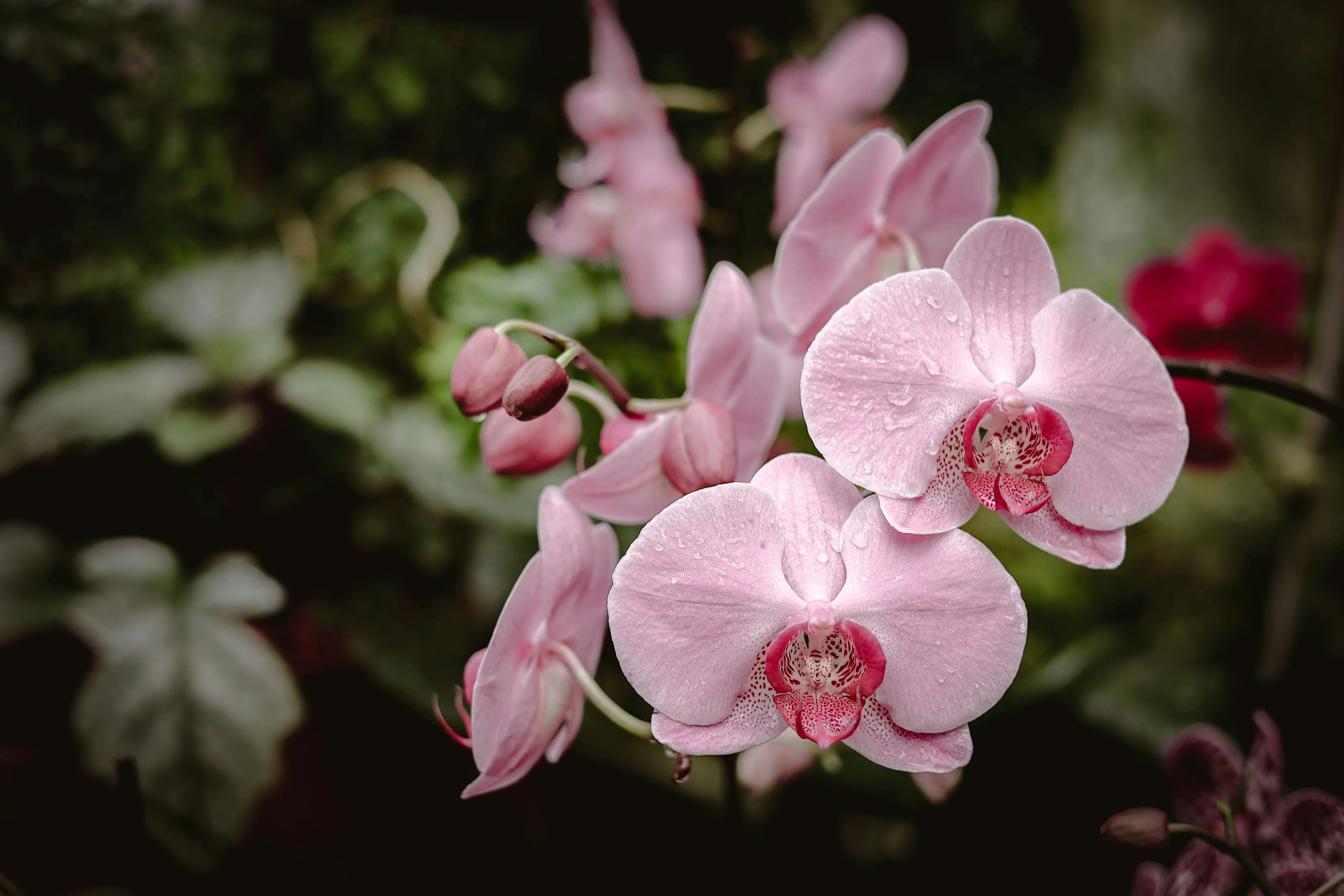 Reduce lighting costs in orchid production by up to €21,000/ha/year